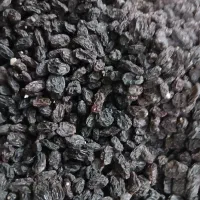 کشمش افتابی گله