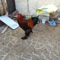 خروس نژاد دار پاپری