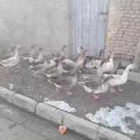 غاز اهلی طبیعی