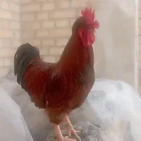 خروس محلی و دوتا مرغ