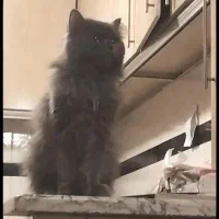 گربه اسکاتیش سفید و بلو نرو ماده|گربه|فردیس, فردیس|دیوار