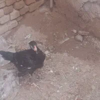 یک عدد جوجه لاری