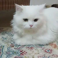 گربه پرشین نر یک سال و نیمه