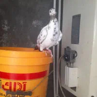 سار سوسکی معاوضه با سگ