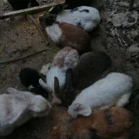خرگوش|موش و خرگوش|شیراز, محمودآباد|دیوار