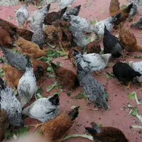 جوجه مرغ گلپایگانی