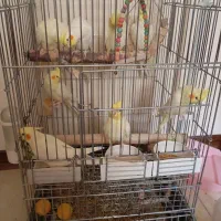 شش عدد عروس هلندی