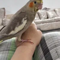 عروس هلندی گمشده|پرنده|سبزوار, جهاد کشاورزی|دیوار