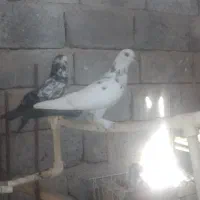 کبوترگره تضمینی