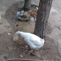 یک جفت قوغاز