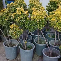 دنیای شمشاد|خدمات باغبانی و درختکاری|شاندیز, |دیوار