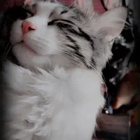 واگذاری گربه