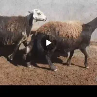 دو راس گاو میش بروجردی ابستن