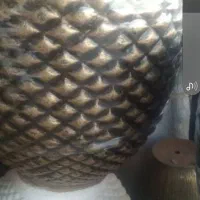 گل وگیاه اپارتمانی وباغچه|گل و گیاه طبیعی|شوش, |دیوار