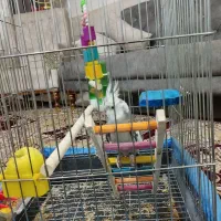 پرنده|پرنده|اشتهارد, |دیوار