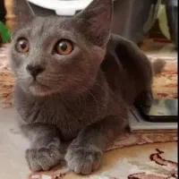 گربه نر ۹ ماهه بلو