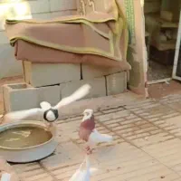 طوق سرخ باخت دادم امروز صبح