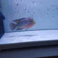 ماهی فلاور کامفا مولتی کالر|ماهی|کرج, فاز ۳ گوهردشت|دیوار