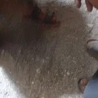 زمین آباده .خیابان محمدباقر