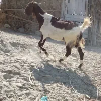 بزسه قلوچهارقلوزا نسل دار