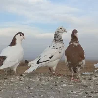 کبوتر|پرنده|تربت جام, میان جام|دیوار