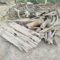 چوب برای ذغال