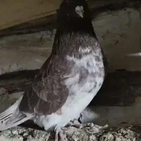 کبوتر شمرون