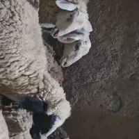 میش و شیشک میش عراقی|حیوانات مزرعه|سرچهان, |دیوار