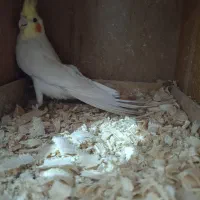 طوطی عروس|پرنده|چهارباغ, |دیوار