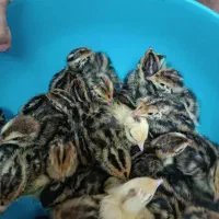جوجه بلدرچین و جوجه فری واردک دوماهه