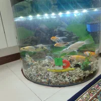 ماهی کوی به همراه آکواریم و لوازم|ماهی|پاکدشت, شهرک امام رضا|دیوار