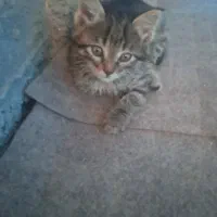 بچه گوربه نر
