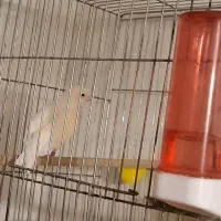 قناری جفت موزایکی|پرنده|قزوین, |دیوار