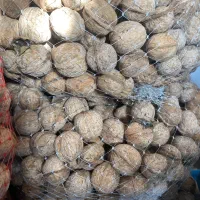 گردو|عمدهفروشی|زند, |دیوار