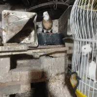 دوعد ماده طوقی سیاه وقهوی|پرنده|اسماعیلی, |دیوار