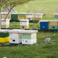 رنگ محافظ کندو عسل زنبورداری|عمدهفروشی|تهران, شوش (باغ آذری)|دیوار