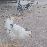 مرغ وخروس گلین|حیوانات مزرعه|قرچک, پویینک|دیوار