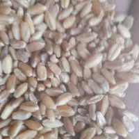 گندم فروشی صاف