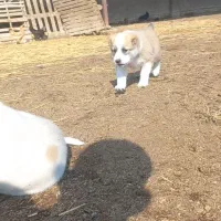 توله آلبای اصل|سگ|انبارآلوم, |دیوار