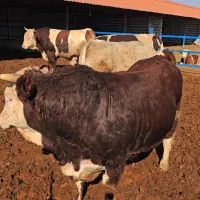 گوساله سیمنتال چاق