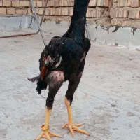 جوجه خروس اوشامو