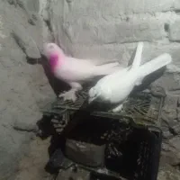 یک لانه کبوتر|پرنده|ماکو, |دیوار