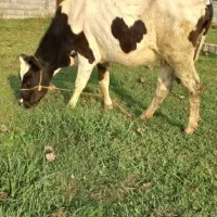 گاوهلشتاین|حیوانات مزرعه|آستانه اشرفیه, |دیوار