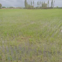 برنج طارم هاشمی دابو ملکشاه|خوردنی و آشامیدنی|نیشابور, ناسیونال|دیوار