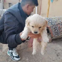 توله پاپی|سگ|شاهین‌شهر, گرگاب|دیوار