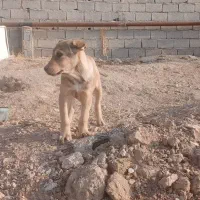 واگذاری توله ۲ماهه|سگ|سراجو, |دیوار