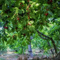 فروش باغ گیلاس در شهر هیر