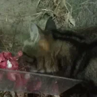 گربه بنگال|گربه|کلاله, |دیوار