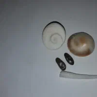 مهره جذب و محبوبیت