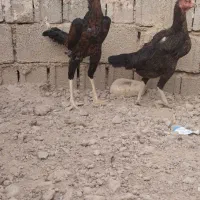 خروس لاری اوشامو جوان|حیوانات مزرعه|برازجان, |دیوار